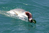GM Fishing, July '08 : 